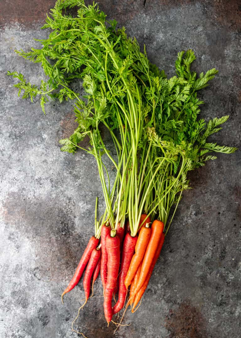 beautiful orange and red baby carrots with greens attached